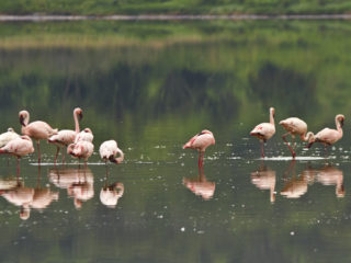 Lesser Flamingo in the Crater